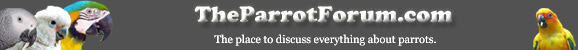 Parrot Forum logo with parrots which reads TheParrotForum.com, the place to discuss anything about parrots